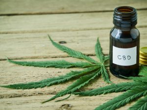 CBD oil for dogs